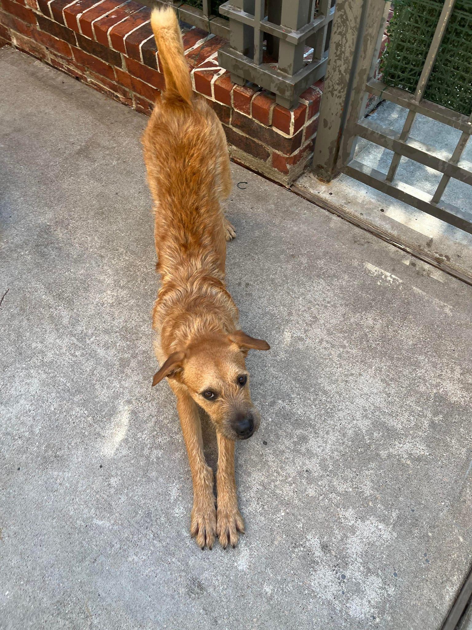 Hank, Adoptable, Young Male Irish Terrier.