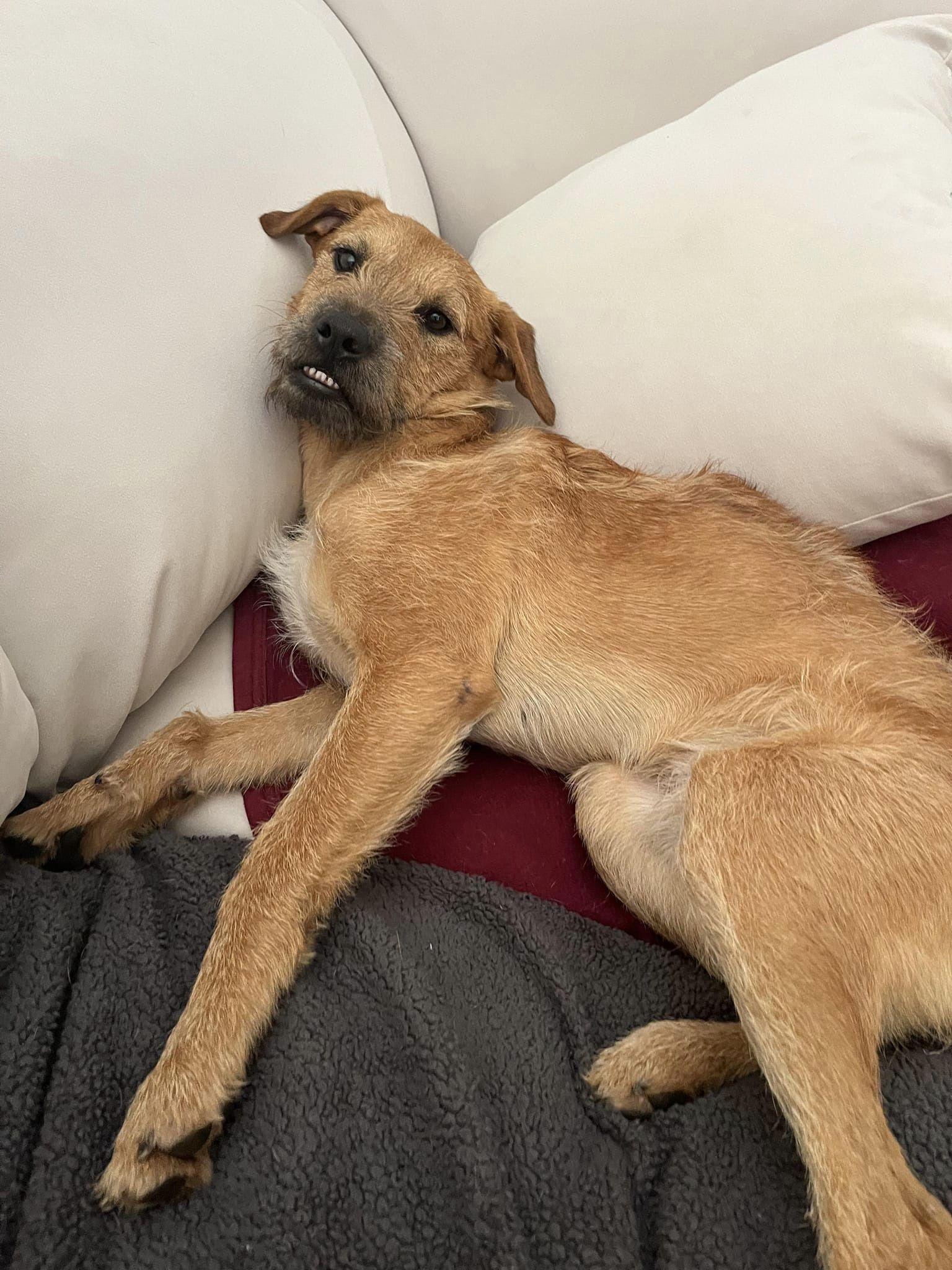 Hank, a Adoptable mixed breed in Colleyville, TX image 2/3