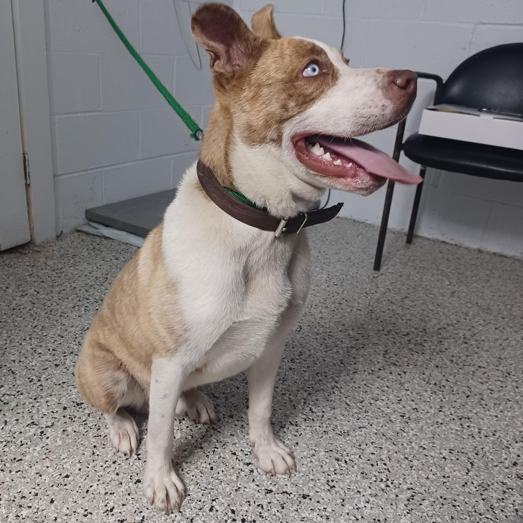 Lenny, a Adoptable mixed breed in Hattiesburg, MS image 1/3