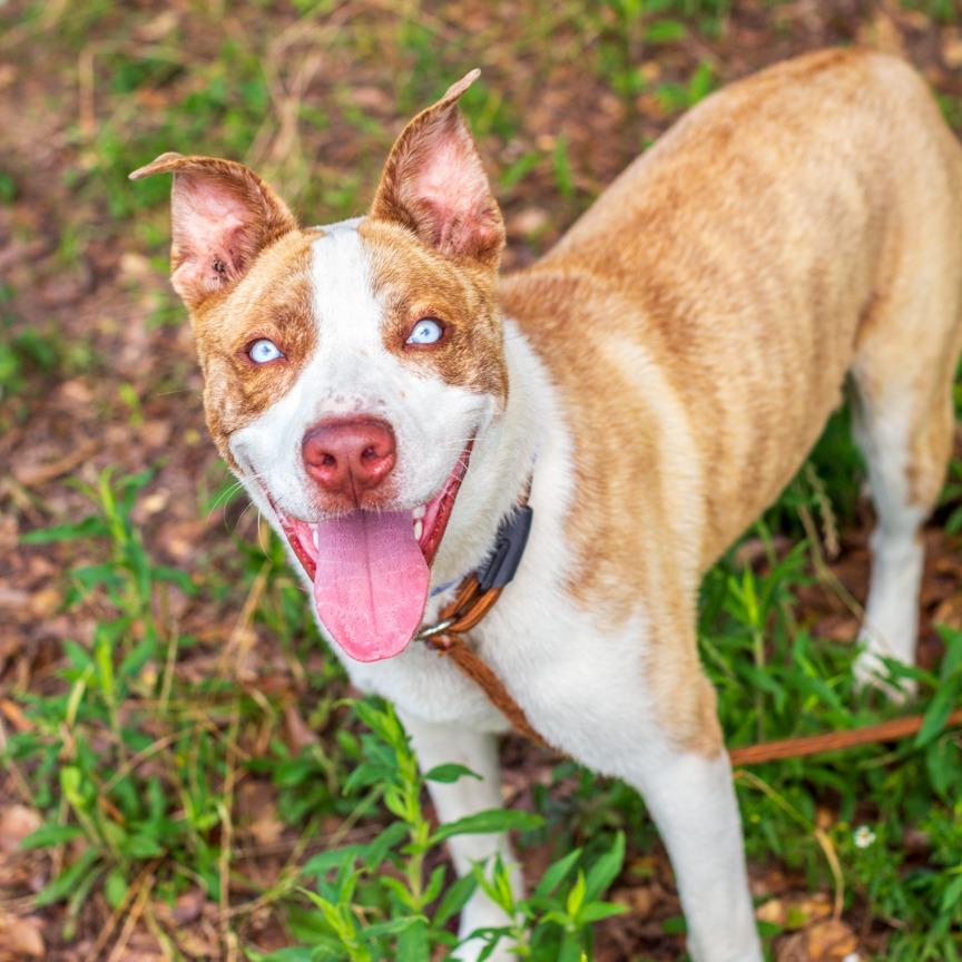 Lenny, a Adoptable mixed breed in Hattiesburg, MS image 2/3