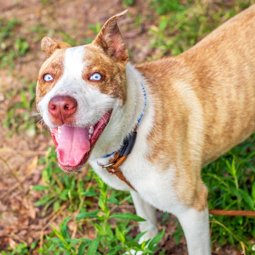 Lenny, a Adoptable mixed breed in Hattiesburg, MS image 3/3