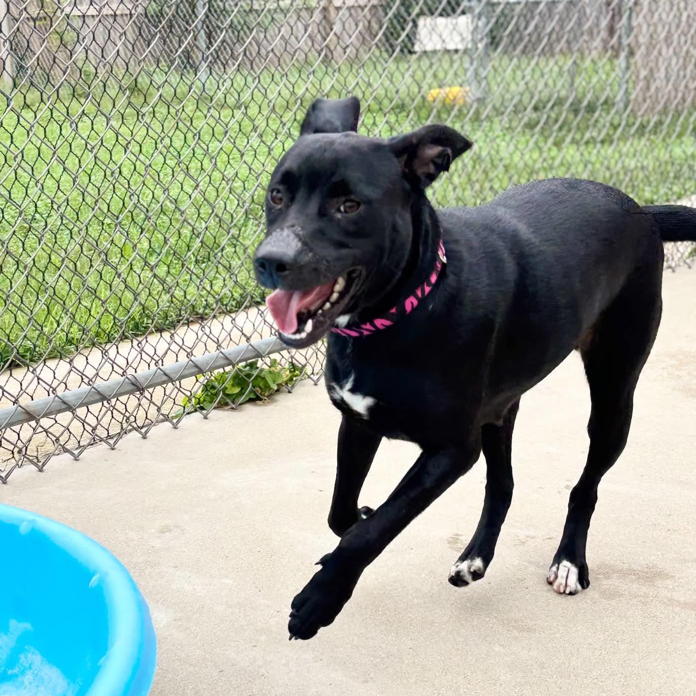 Enlarge Margarita, a Adoptable mixed breed in Martinsville, IN image 1/1