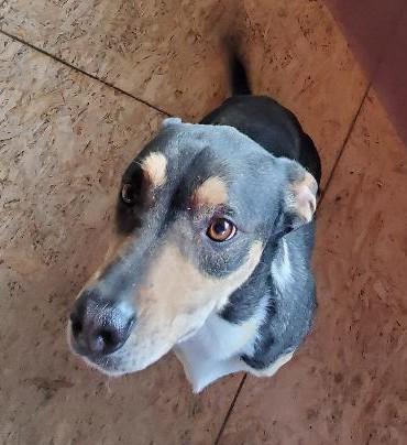 Harley, ADOPTABLE, Adult Male Pit Bull Terrier & Hound.