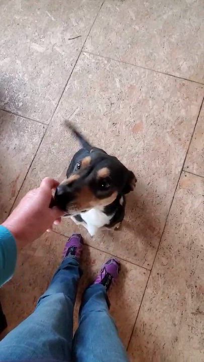 Enlarge Harley, a ADOPTABLE mixed breed in Bend, OR video 2/4