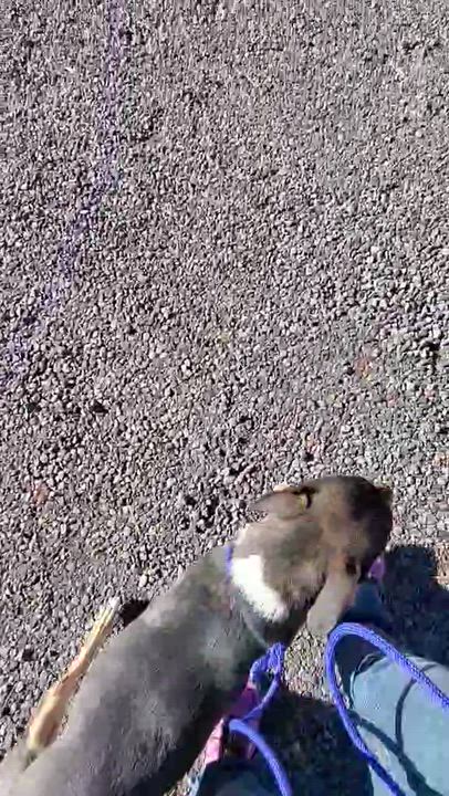 Enlarge Harley, a ADOPTABLE mixed breed in Bend, OR video 3/4