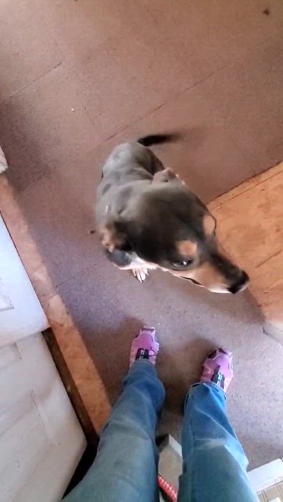 Enlarge Harley, a ADOPTABLE mixed breed in Bend, OR video 4/4