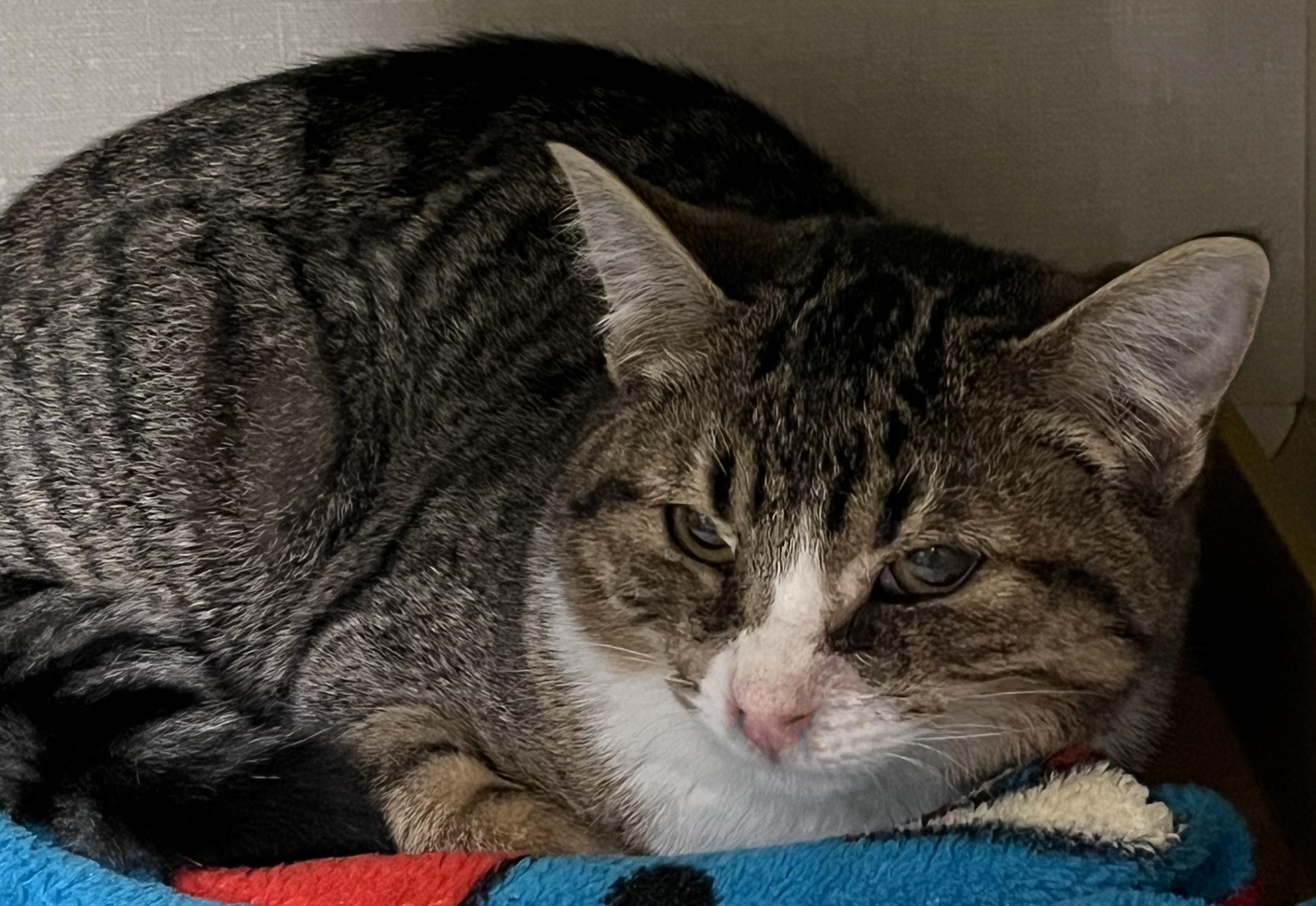 Cyril, ADOPTABLE, Kitten Male Tabby.