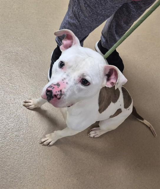 Enlarge BUCKET HAT, a Adoptable Pit Bull Terrier in Decatur, IL image 1/2