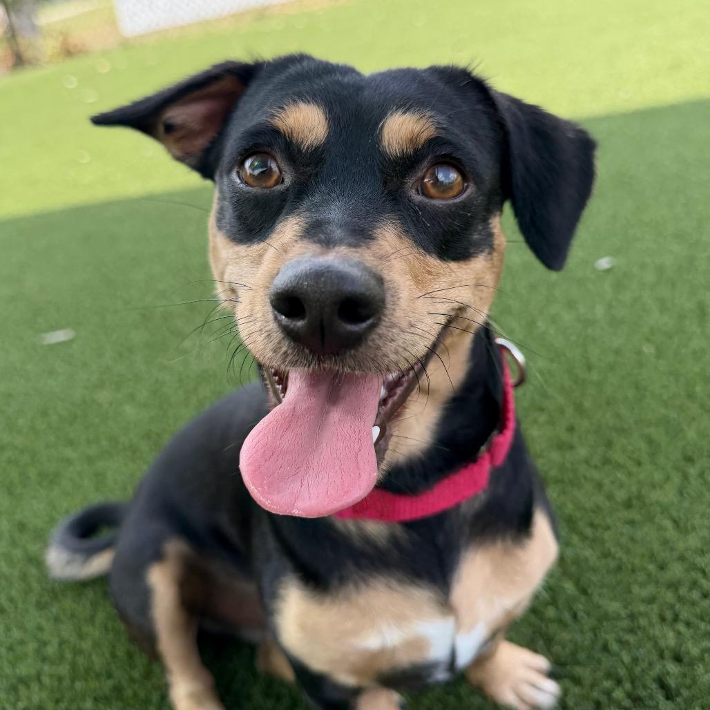Freshman, Adoptable, Adult Male Dachshund & Mixed Breed.