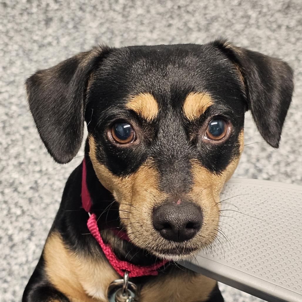 Enlarge Freshman, a Adoptable mixed breed in Nashville, TN image 2/2