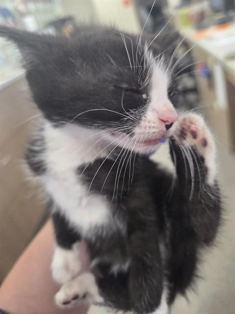 USI, Adoptable, Kitten Female Domestic Short Hair.