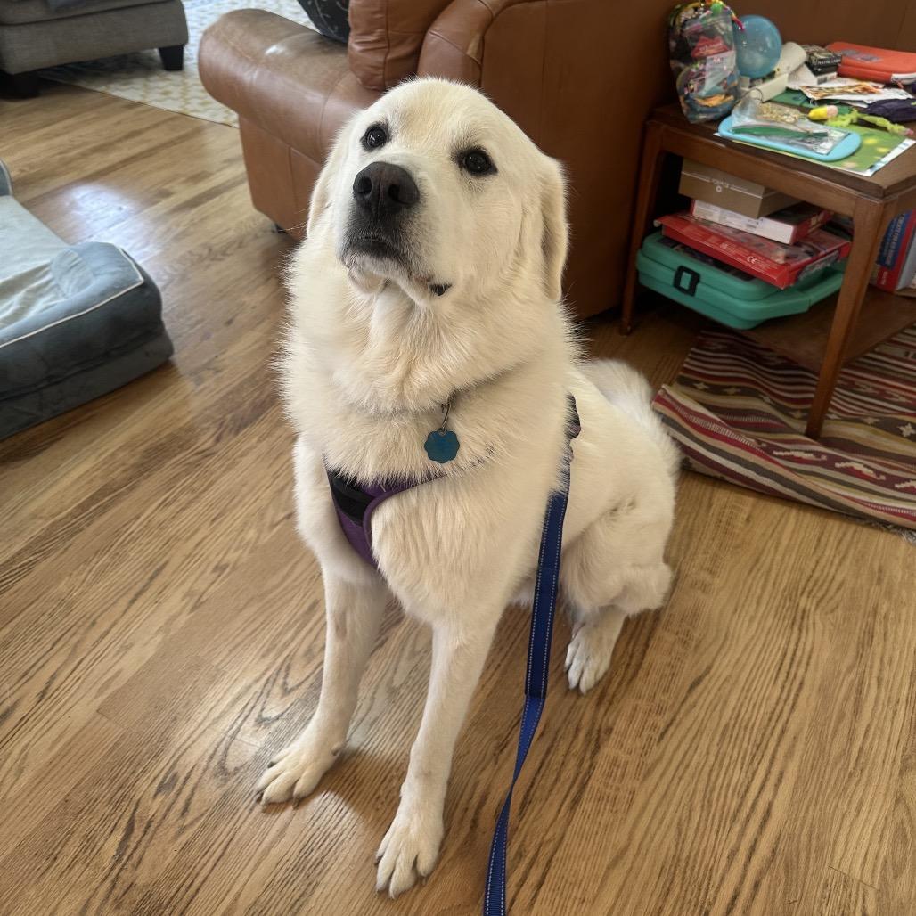 Nimbus, Adoptable, Adult Male Great Pyrenees.