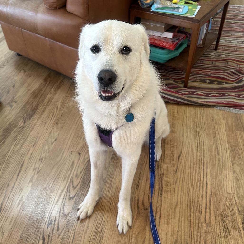 Enlarge Nimbus, a Adoptable Great Pyrenees in St. Clair, MO image 2/6