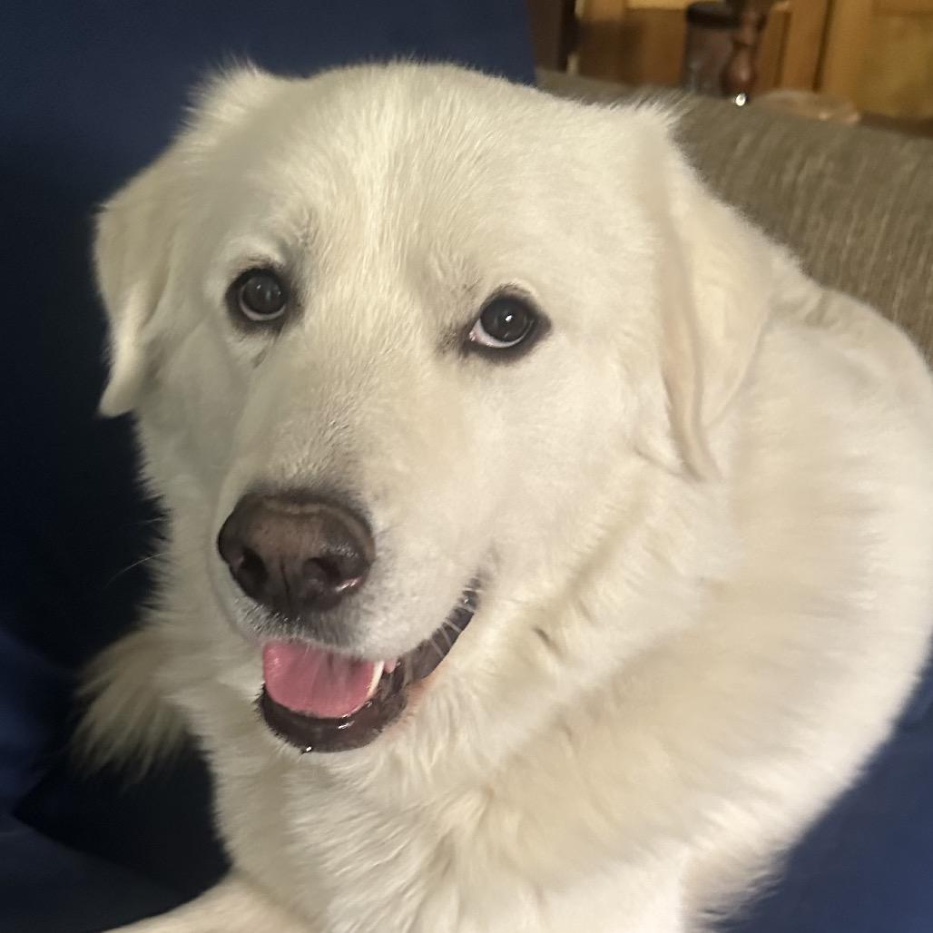 Enlarge Nimbus, a Adoptable Great Pyrenees in St. Clair, MO image 3/6
