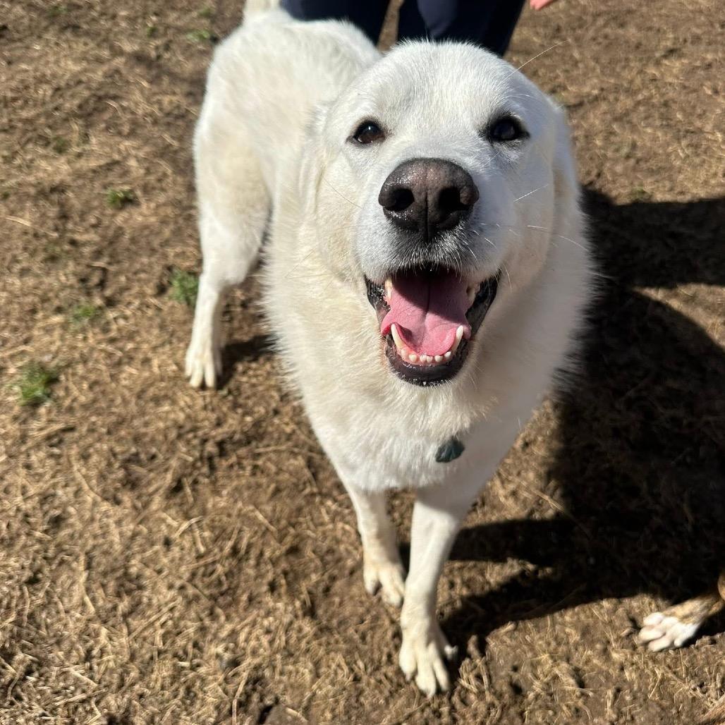 Enlarge Nimbus, a Adoptable Great Pyrenees in St. Clair, MO image 3/6