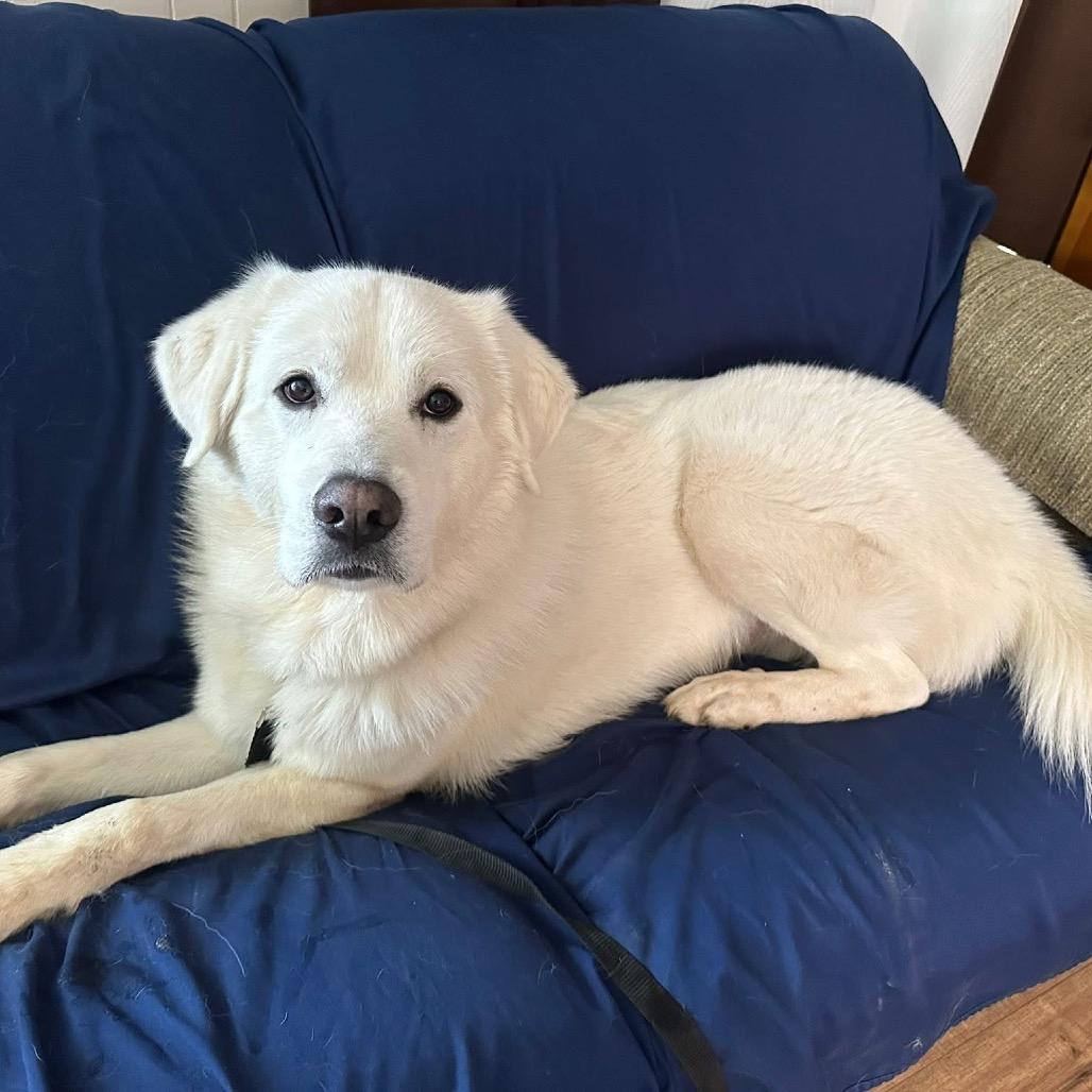 Enlarge Nimbus, a Adoptable Great Pyrenees in St. Clair, MO image 4/6
