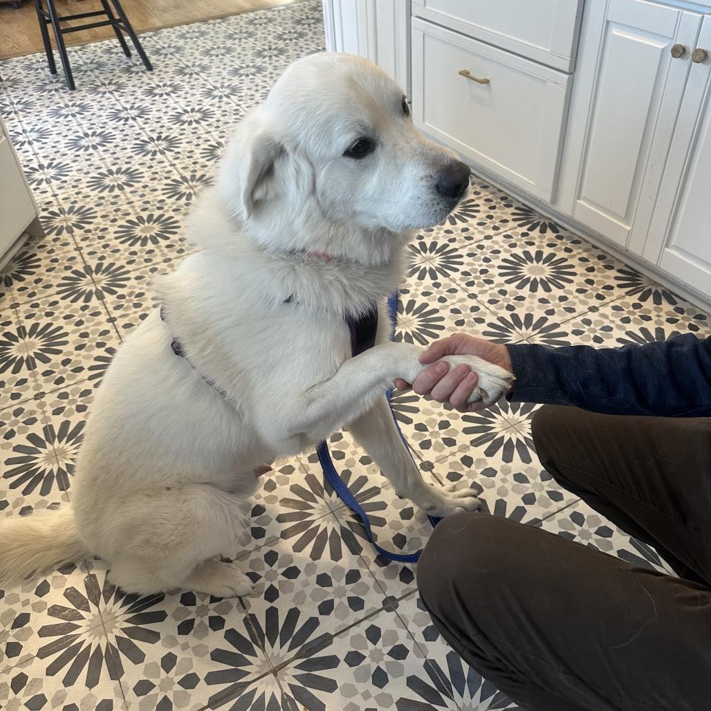 Enlarge Nimbus, a Adoptable Great Pyrenees in St. Clair, MO image 5/6