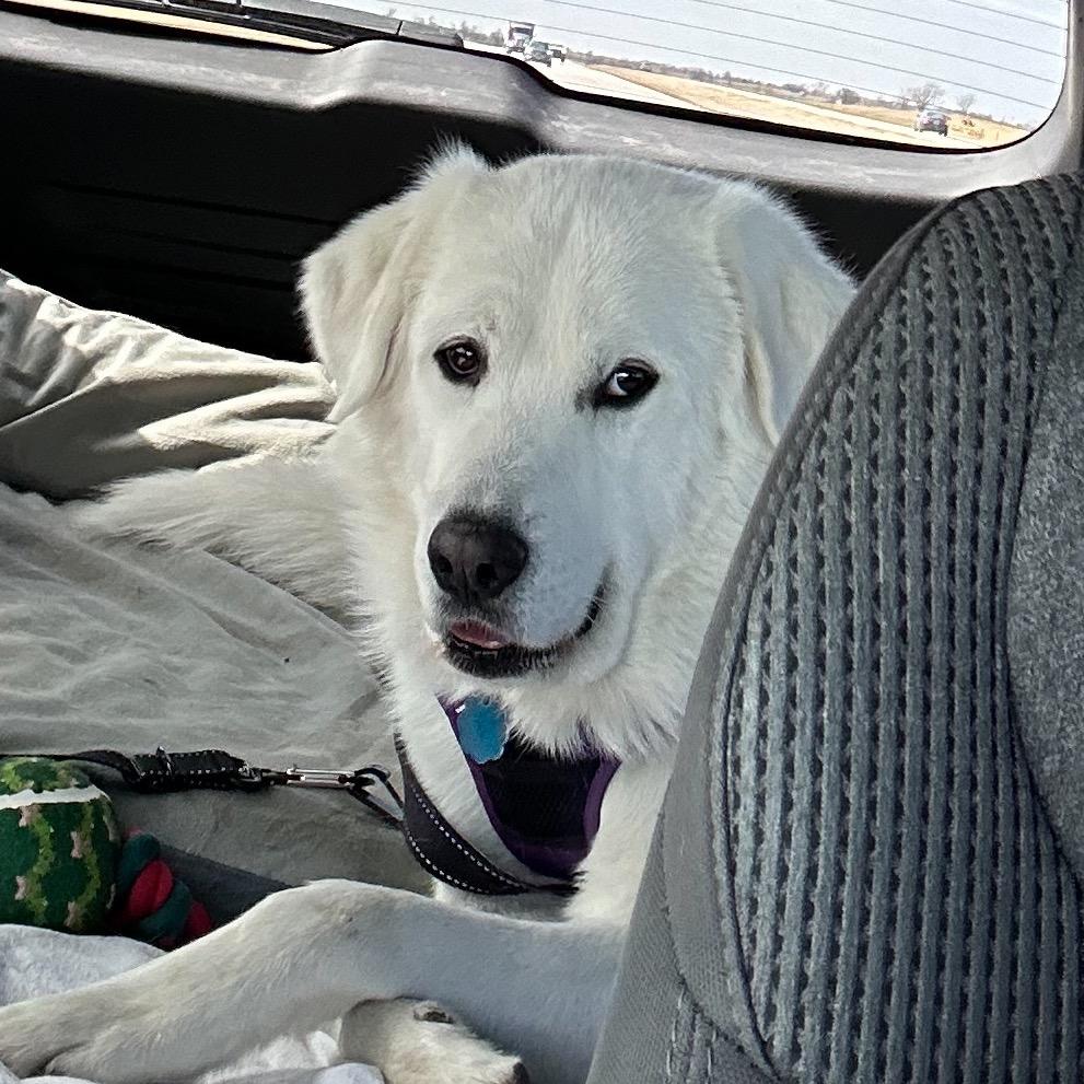 Enlarge Nimbus, a Adoptable Great Pyrenees in St. Clair, MO image 6/6