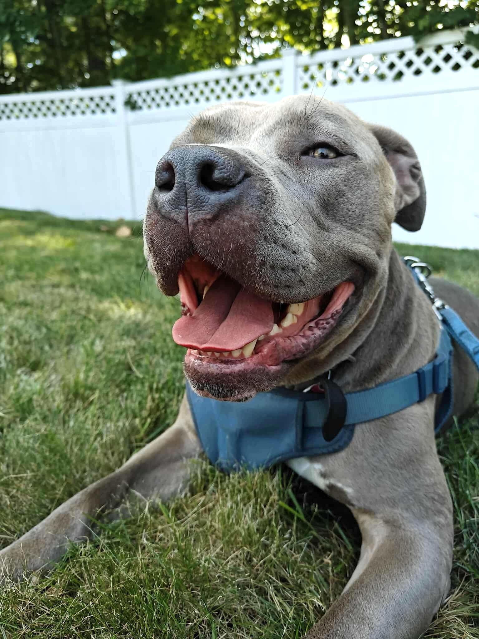 Bruno