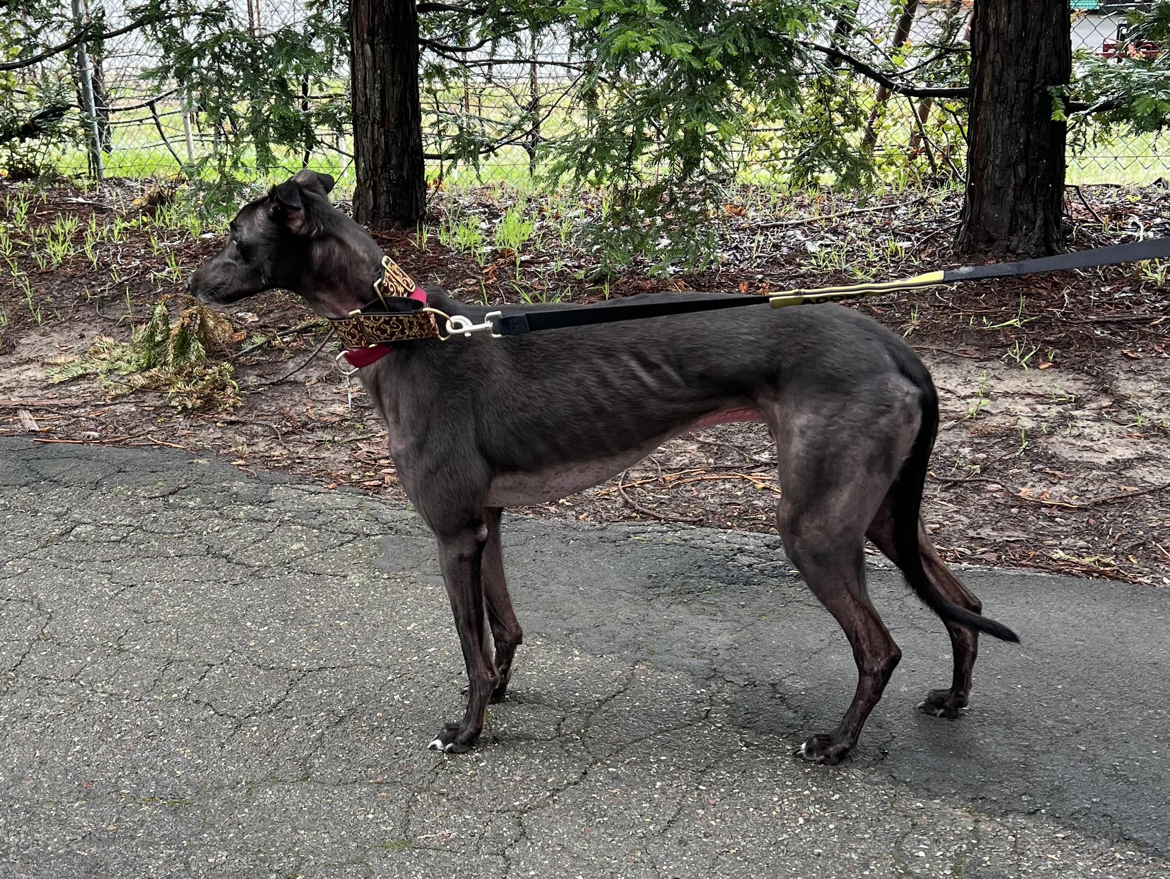 Enlarge Jack, an adopted Greyhound in Santa Rosa, CA image 3/3