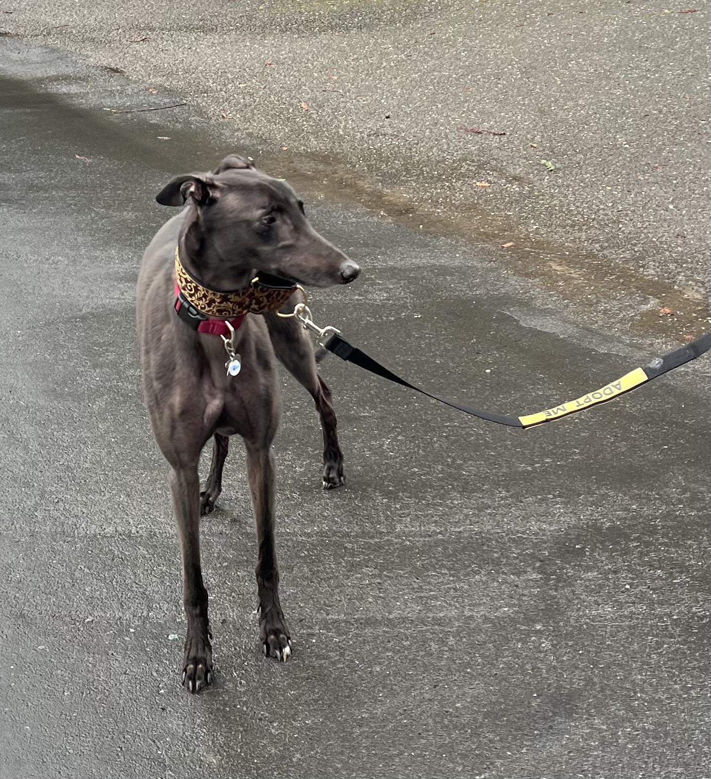 Jack, adopted, Adult Male Greyhound.