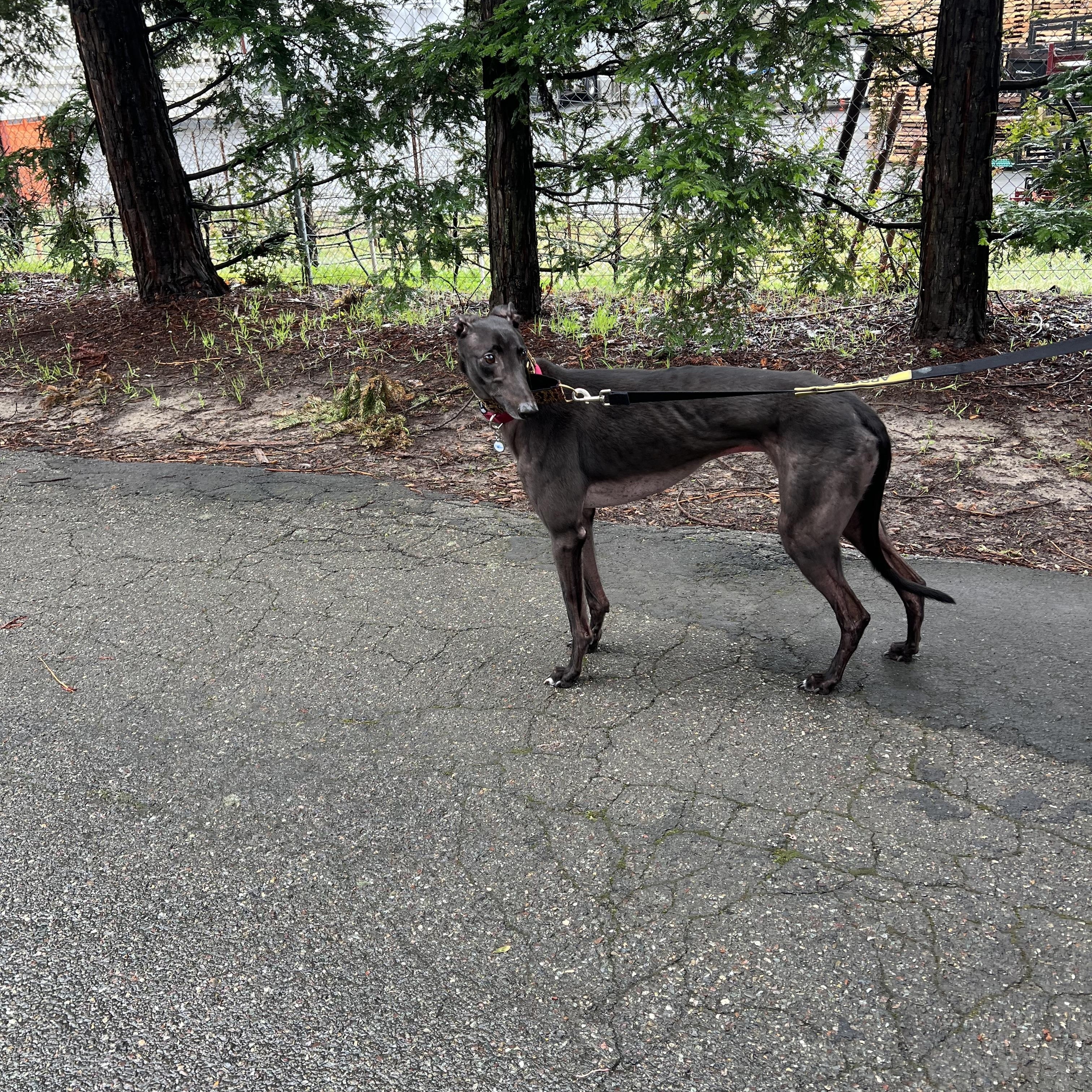 Enlarge Jack, an adopted Greyhound in Santa Rosa, CA image 2/3