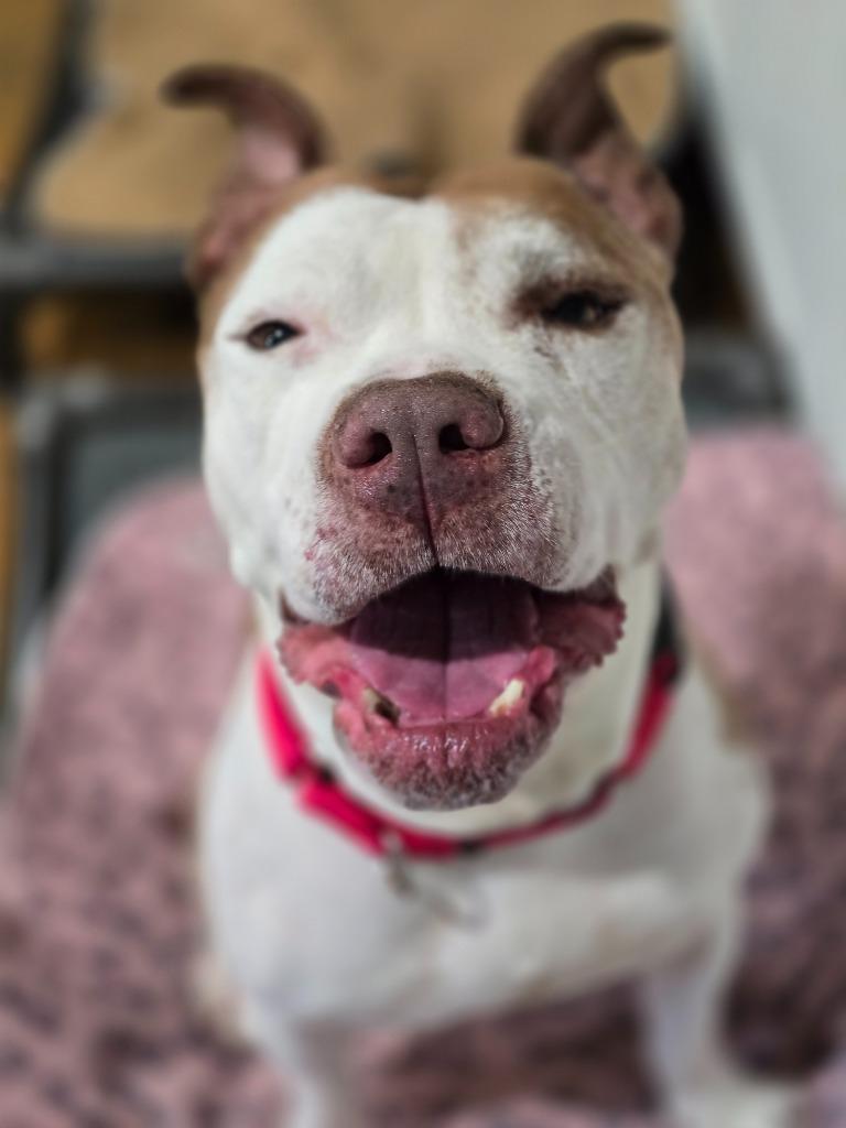 Enlarge Bo, a Adoptable mixed breed in El Cajon, CA image 2/6