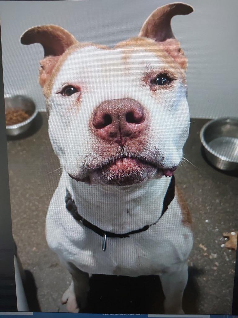 Bo, a Adoptable mixed breed in El Cajon, CA image 2/6