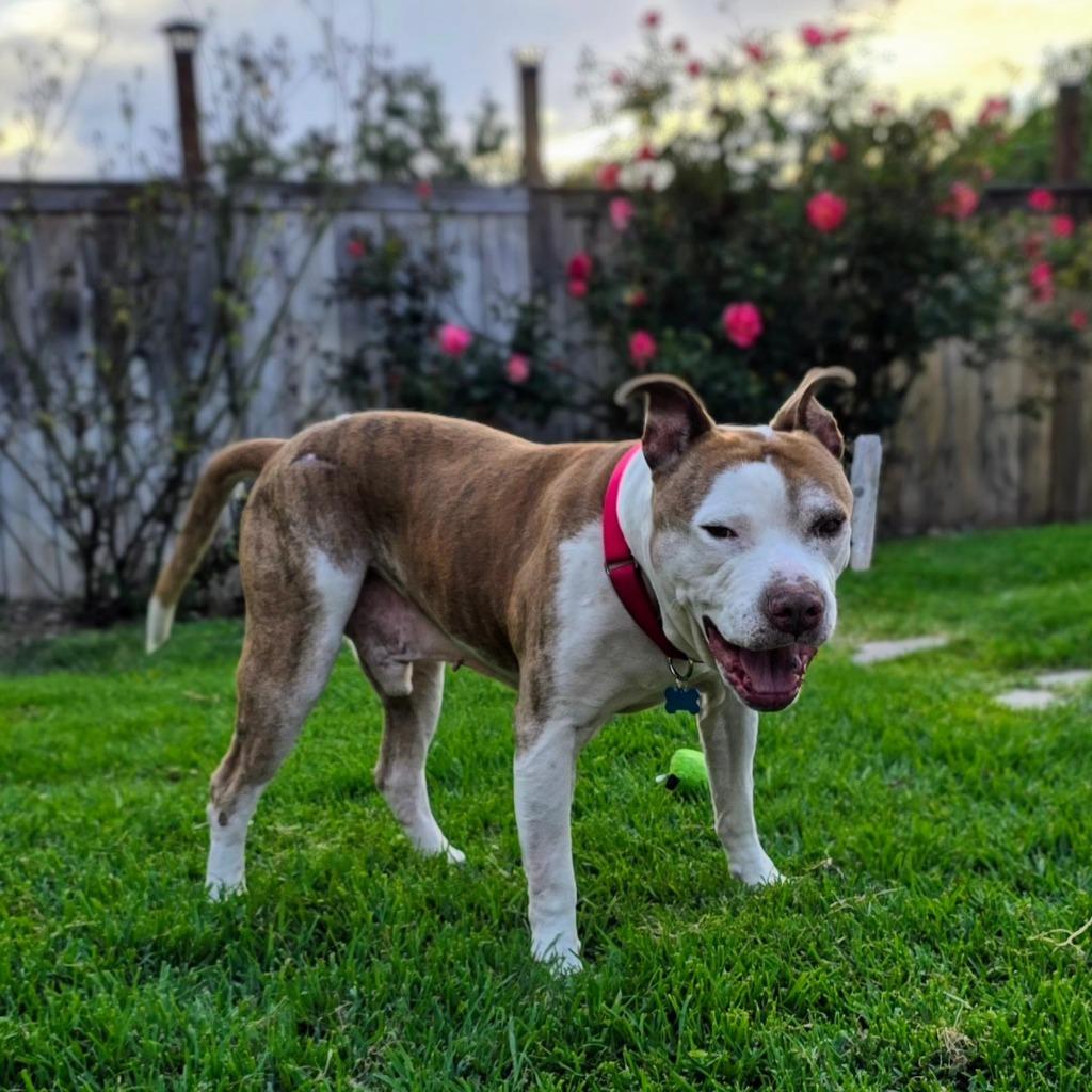 Enlarge Bo, a Adoptable mixed breed in El Cajon, CA image 3/6