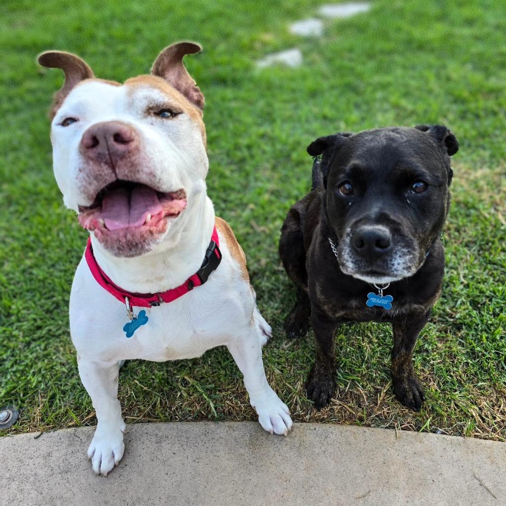 Bo, a Adoptable mixed breed in El Cajon, CA image 5/6