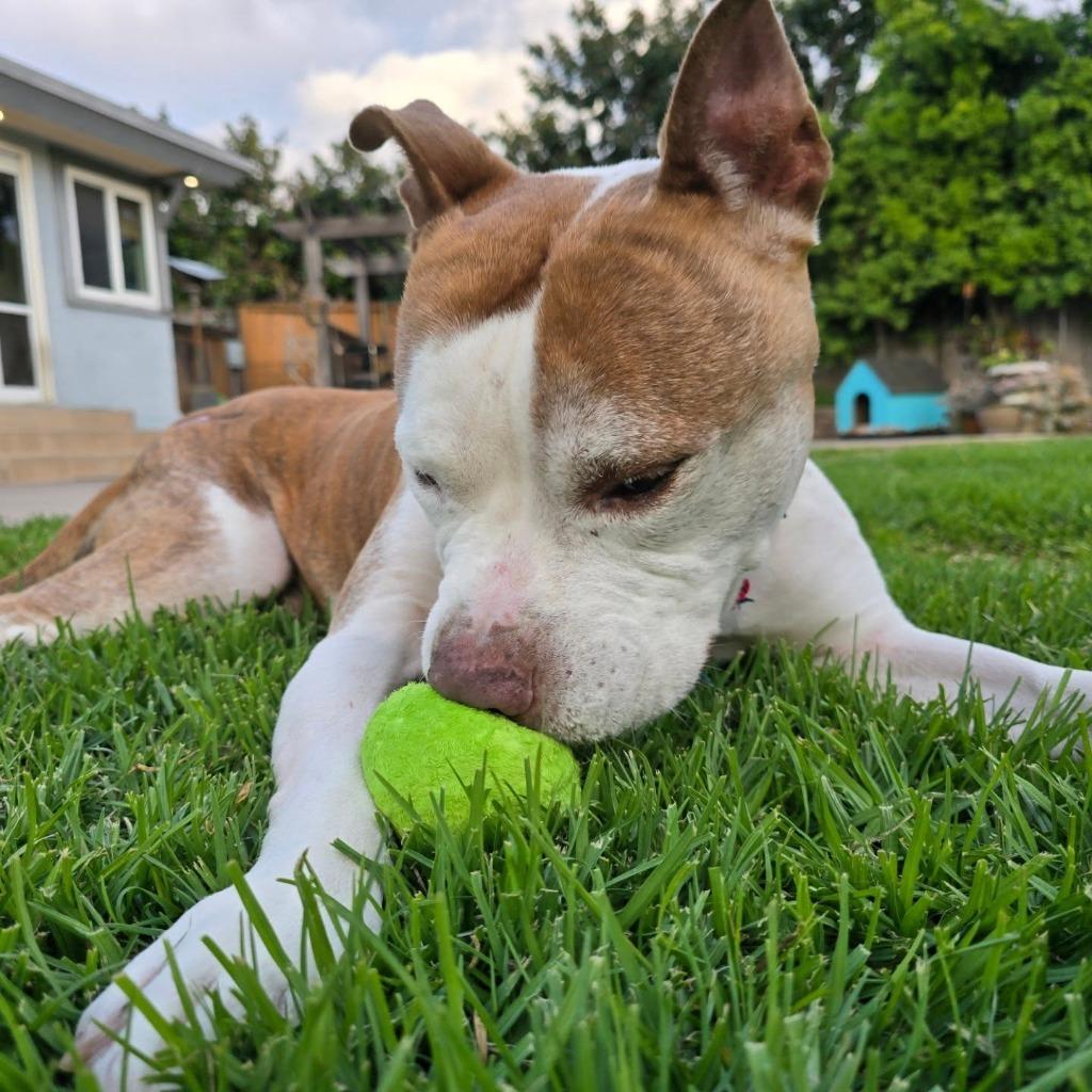 Enlarge Bo, a Adoptable mixed breed in El Cajon, CA image 5/6