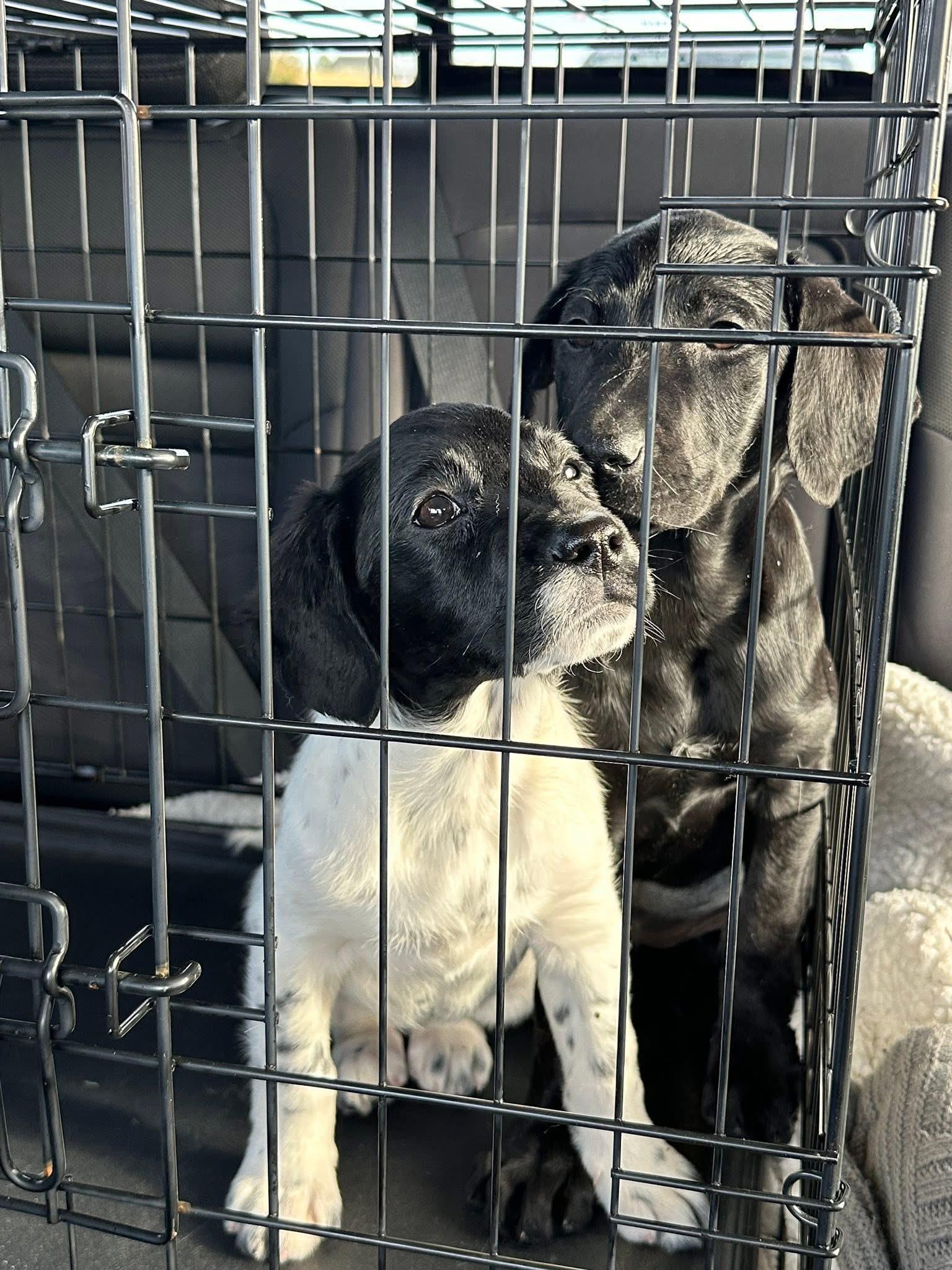 Carmen, Adopted, Young Female Labrador Retriever.