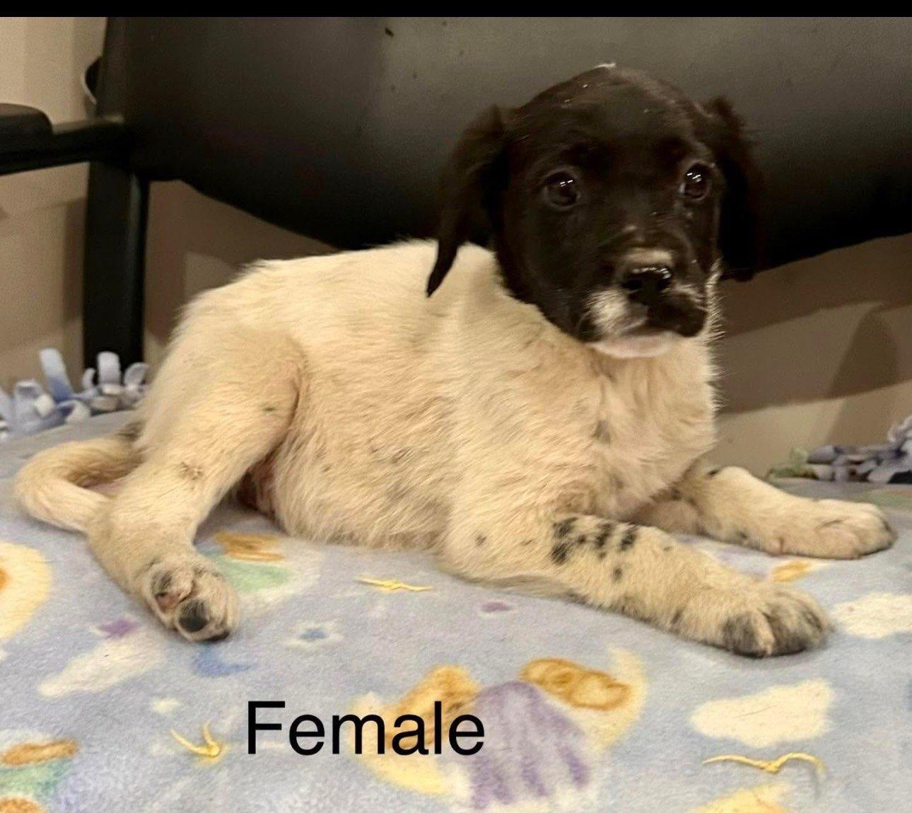 Enlarge Carmen, a Adopted mixed breed in Knoxville, TN image 2/6