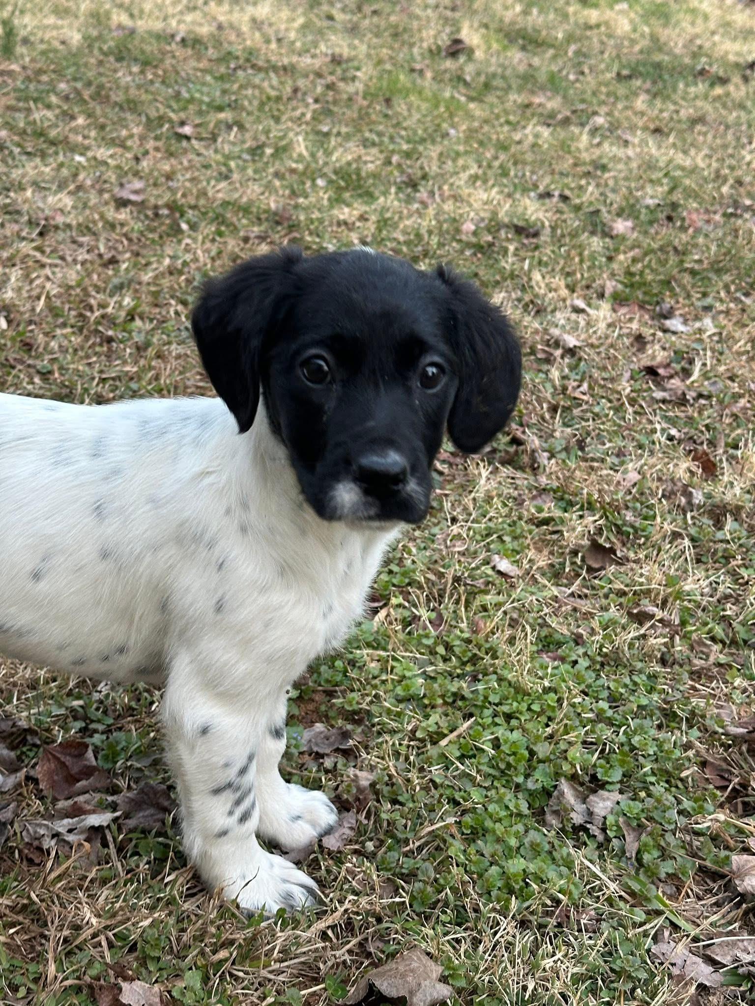 Enlarge Carmen, a Adopted mixed breed in Knoxville, TN image 4/6