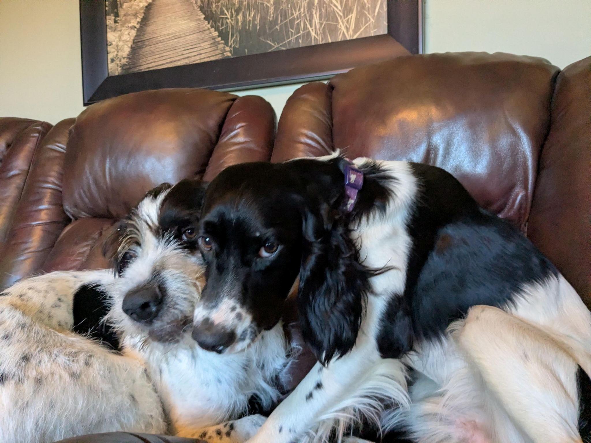 Heinrich, a ADOPTABLE mixed breed in Ann Arbor, MI image 5/5