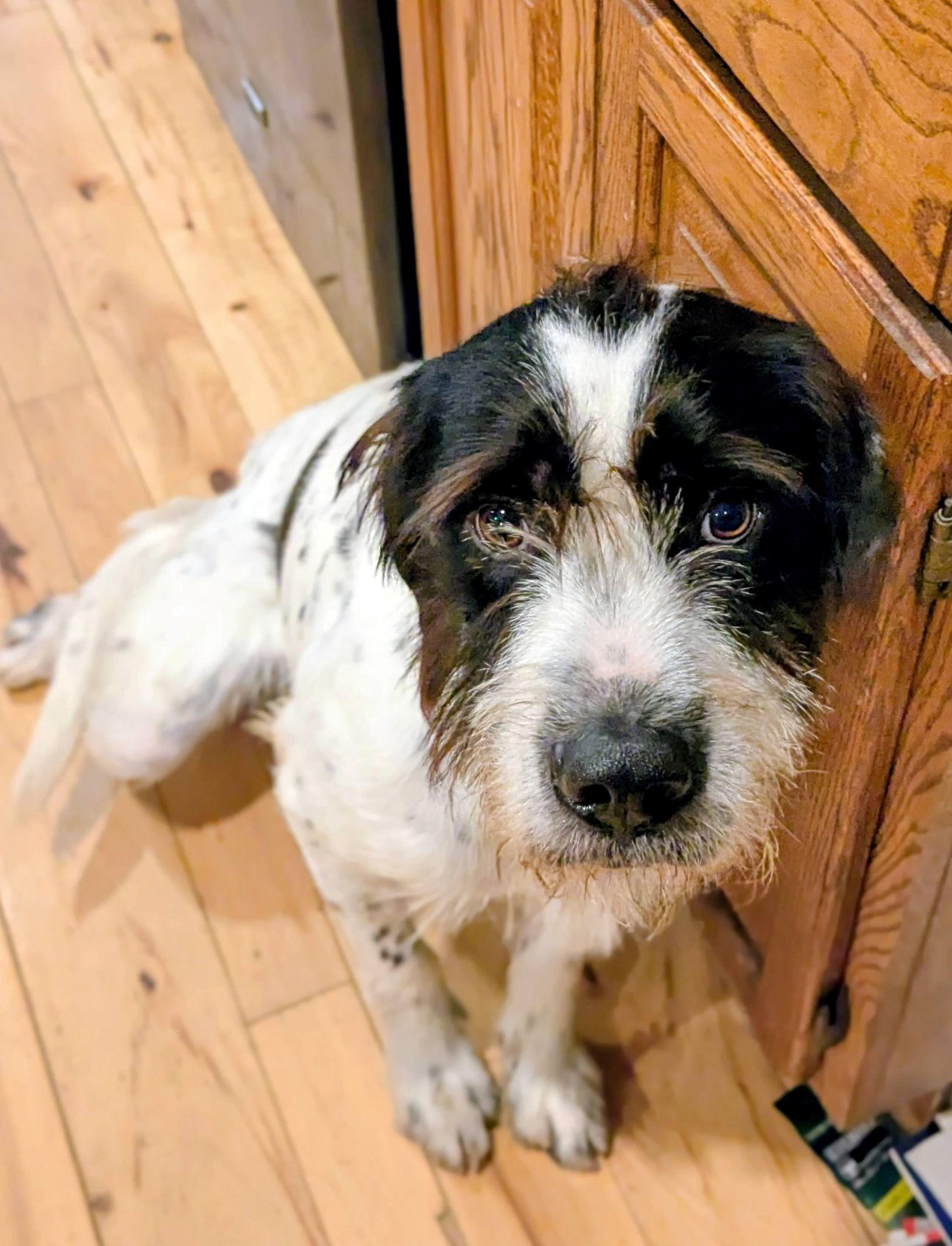 Heinrich, a ADOPTABLE mixed breed in Ann Arbor, MI image 1/5