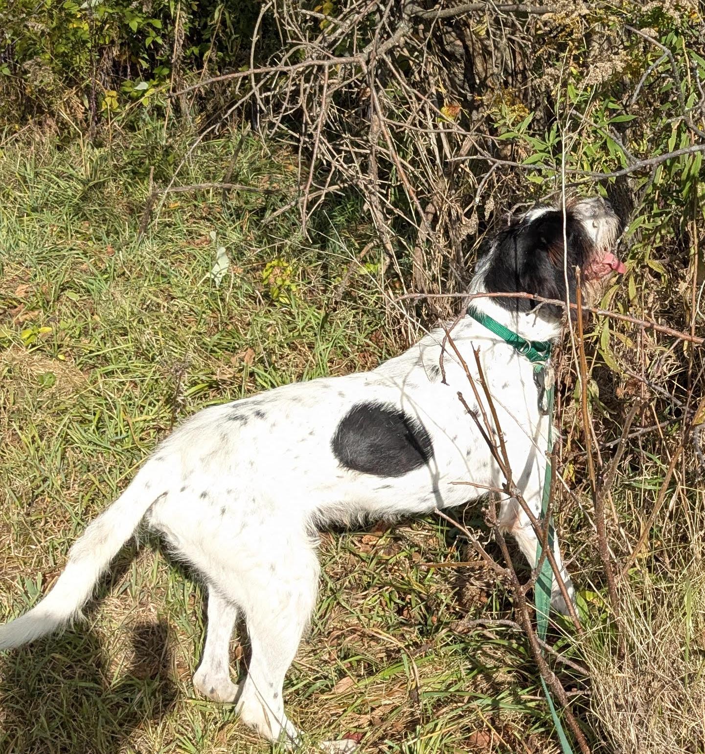Heinrich, a ADOPTABLE mixed breed in Ann Arbor, MI image 4/5