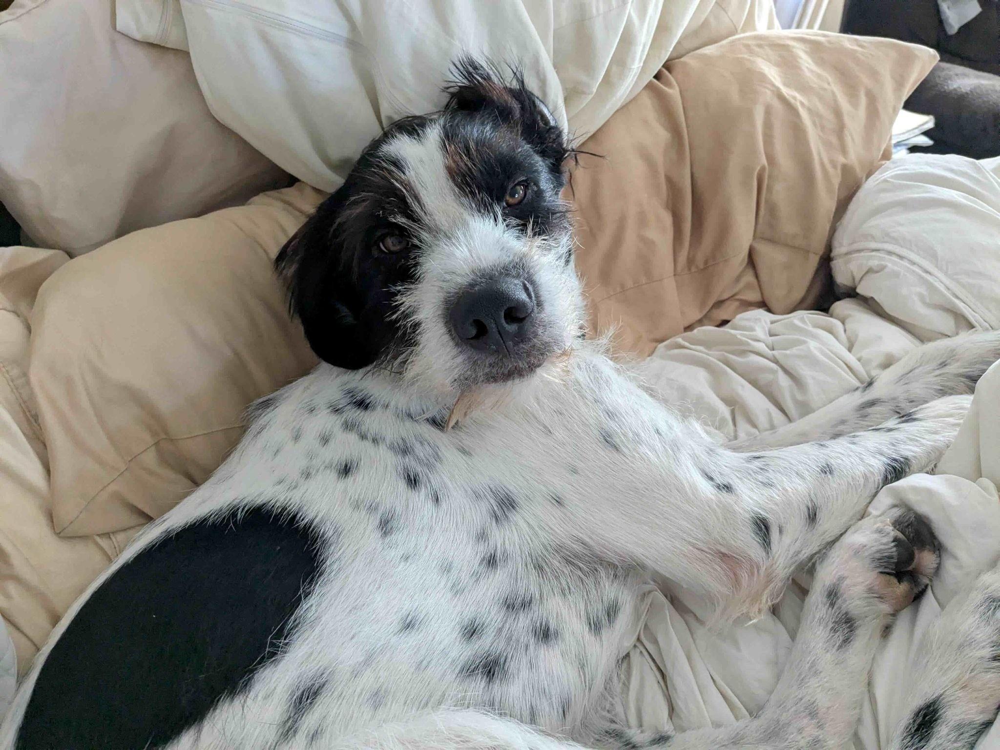 Heinrich, a ADOPTABLE mixed breed in Ann Arbor, MI image 2/5