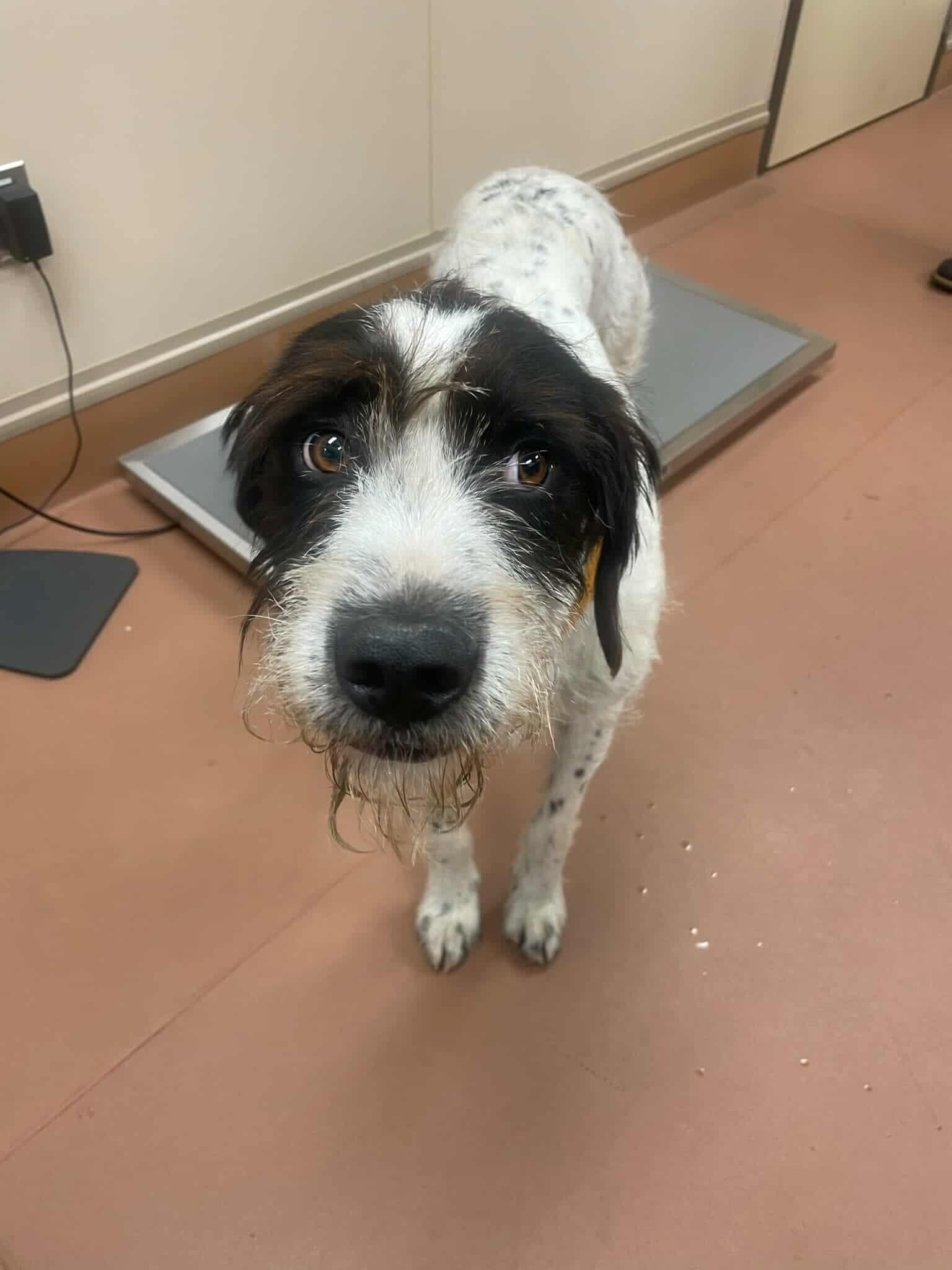 Heinrich, a ADOPTABLE mixed breed in Ann Arbor, MI image 3/5