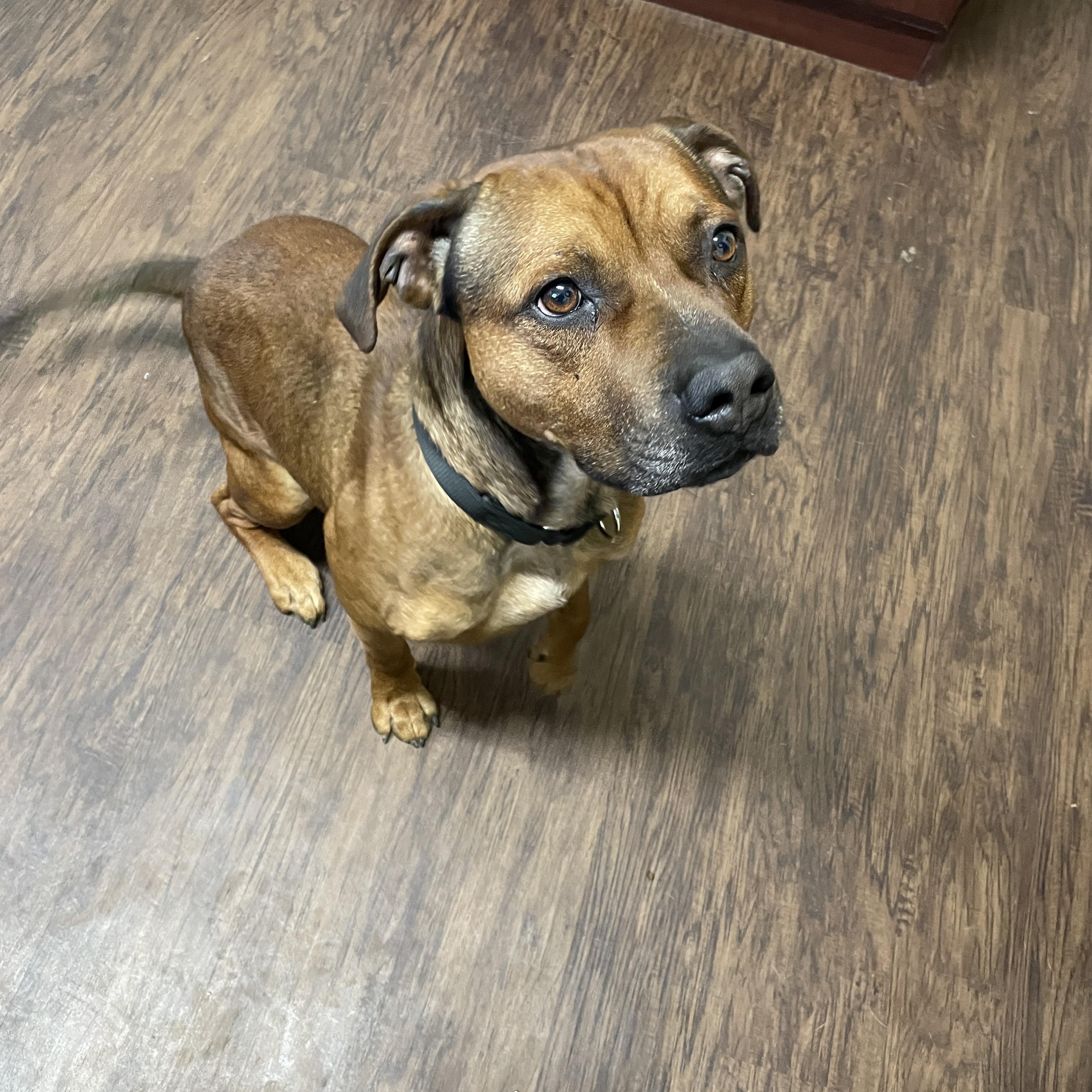 Enlarge Edison, a Adoptable mixed breed in Rome, NY image 1/1