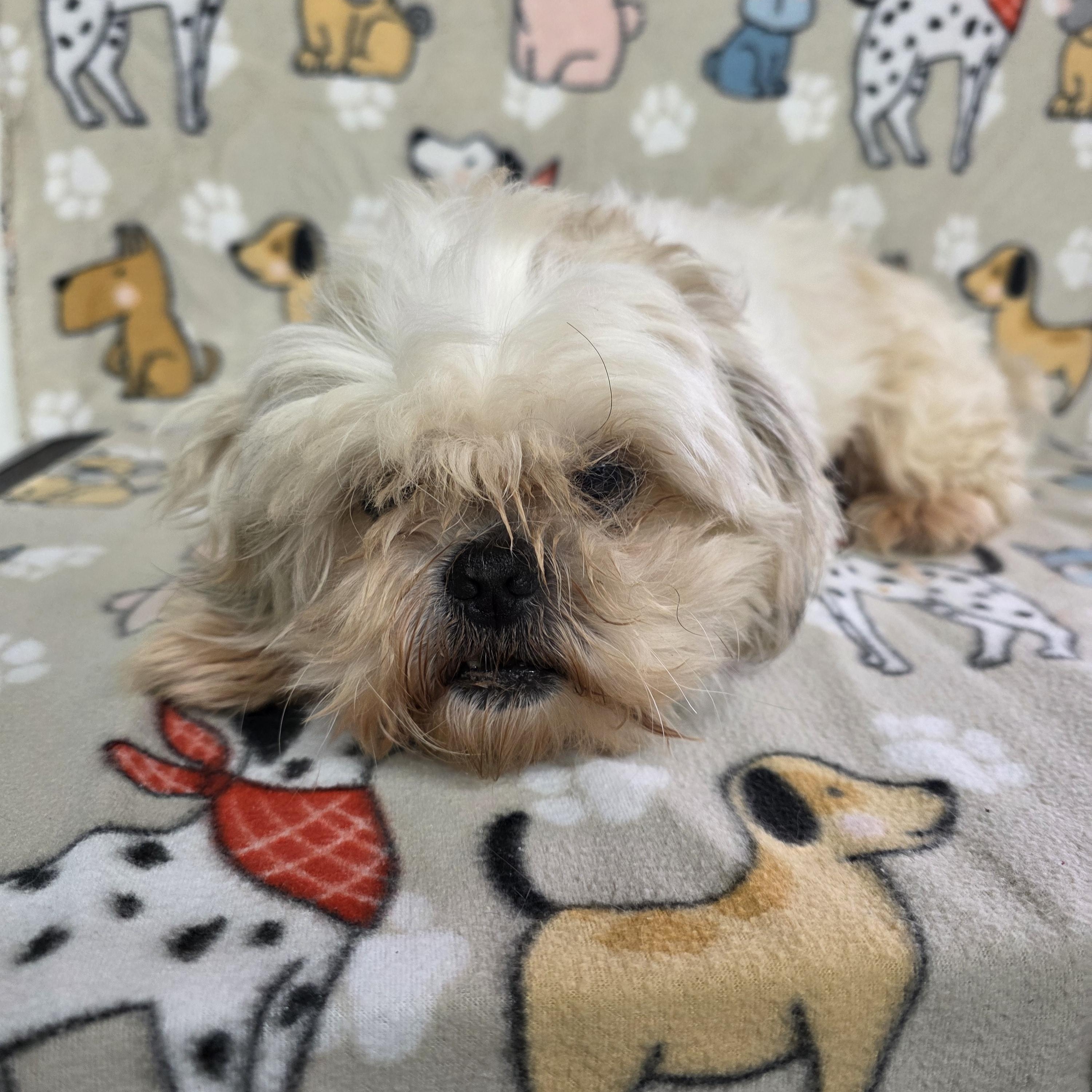 Mav, a ADOPTABLE Shih Tzu in Dallas, GA image 2/3