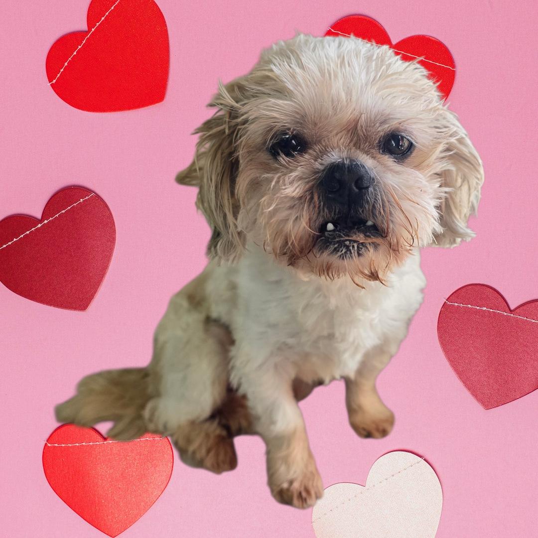 Mav, a ADOPTABLE Shih Tzu in Dallas, GA image 1/3