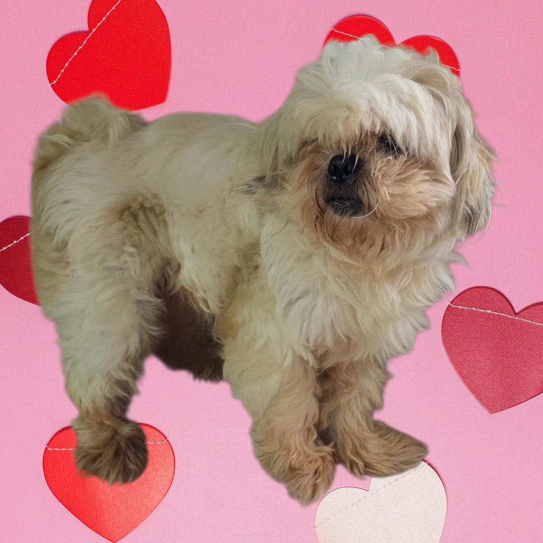 Mav, a ADOPTABLE Shih Tzu in Dallas, GA image 3/3
