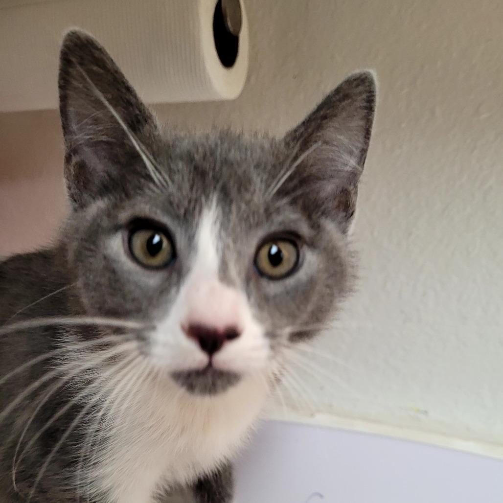 Enlarge Virginia, a Adoptable Domestic Short Hair in Allyn, WA image 1/1