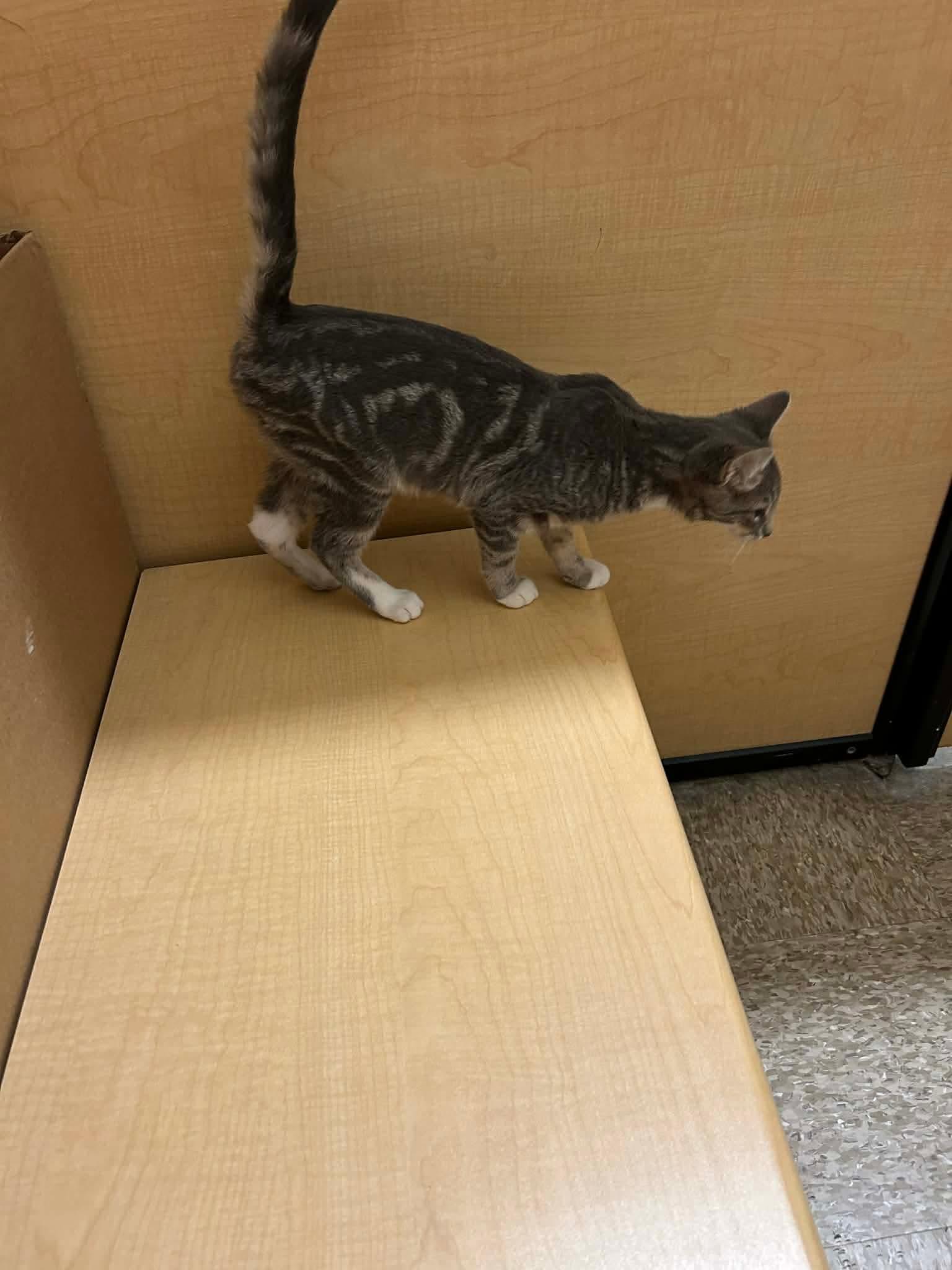 Charvi, an adopted Domestic Short Hair in Gladstone, OR image 2/2