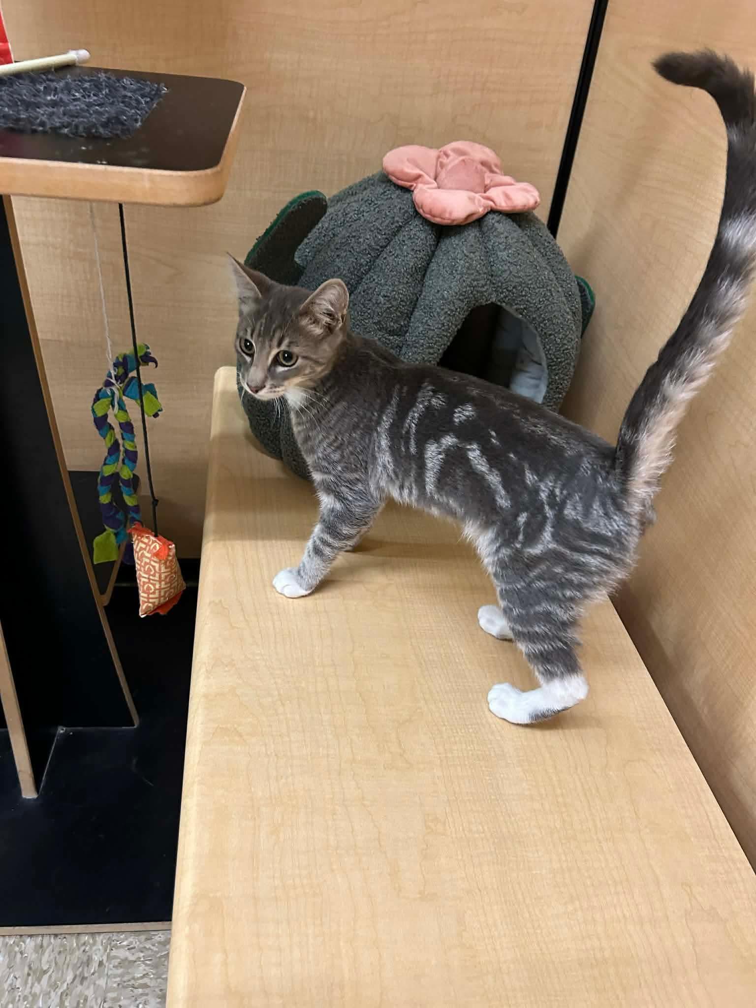Charvi, an adopted Domestic Short Hair in Gladstone, OR image 1/2