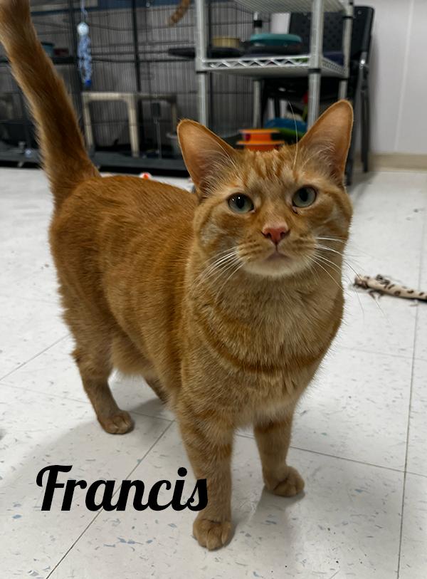Francis, Adult Female American Shorthair