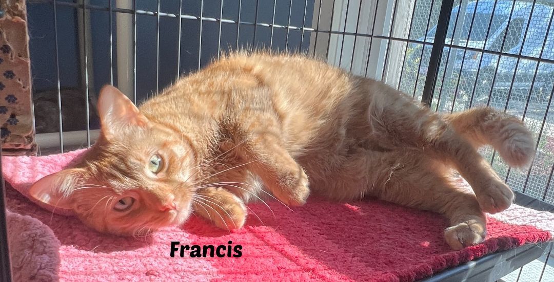 Francis photo 2