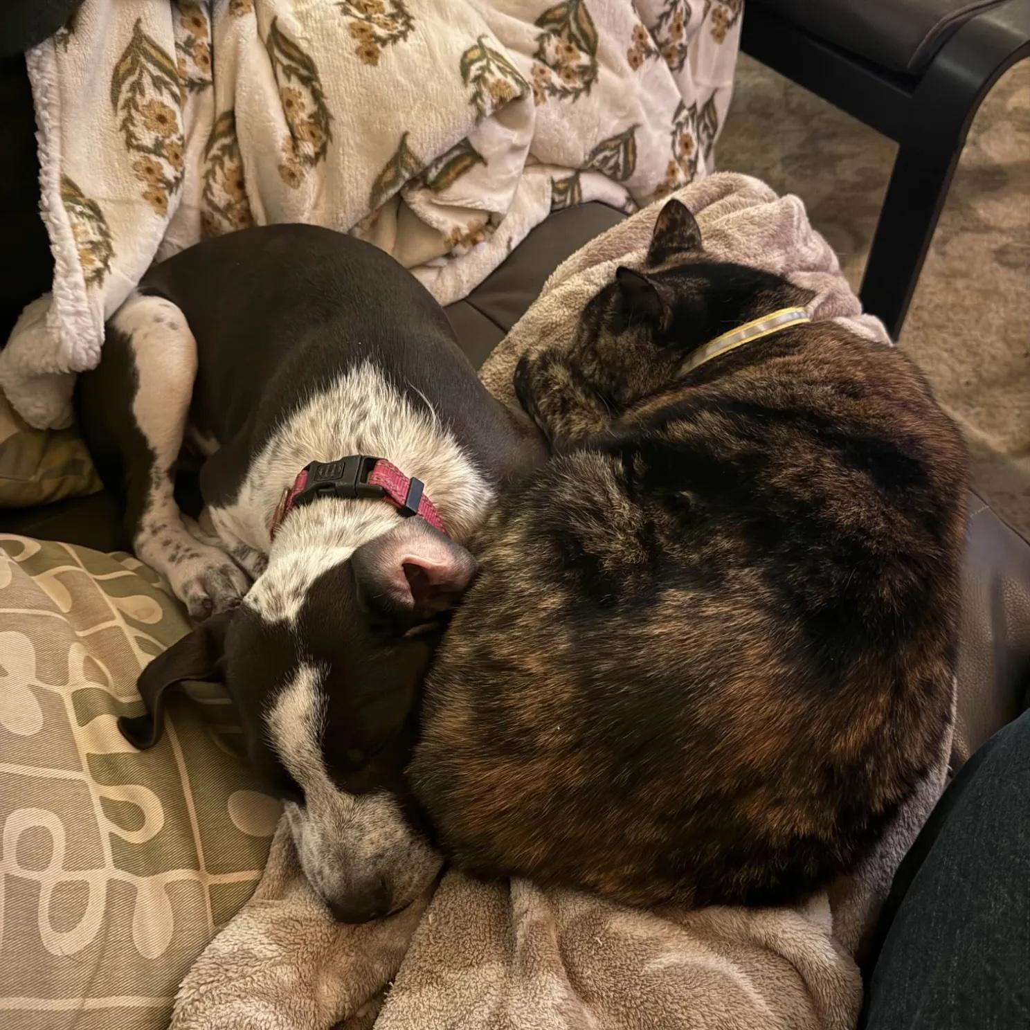 Enlarge Mercedes (Milwaukie, OR), a Adoptable mixed breed in Portland, OR image 5/6
