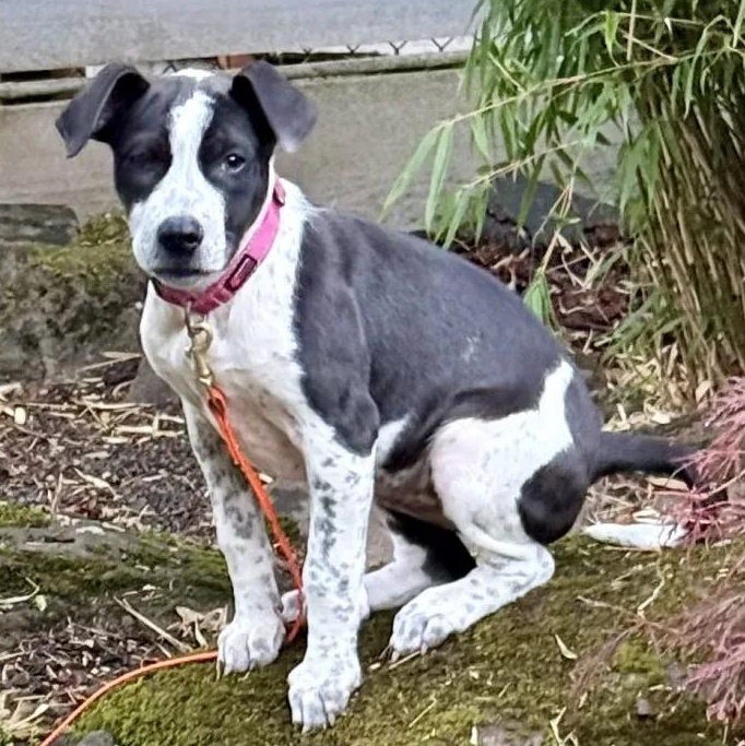 Enlarge Mercedes (Milwaukie, OR), a Adoptable mixed breed in Portland, OR image 3/6